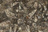 Polished Fossil Freshwater Snails (Elimia) In Limestone -Wyoming #284055-1
